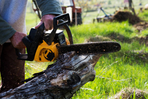 Best Tree Cabling and Bracing  in Villa Park, CA